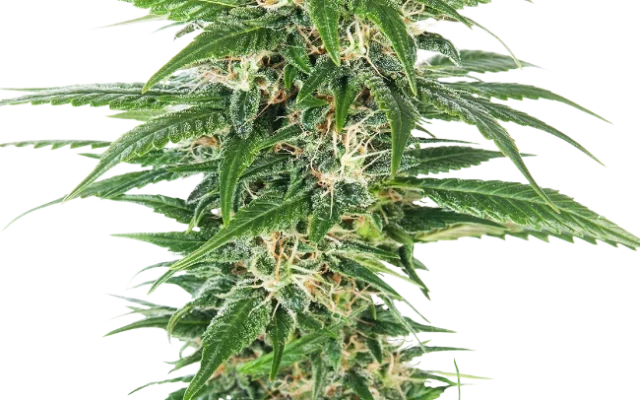 Early Skunk Automatic (Sensi Seeds) – Pflanze