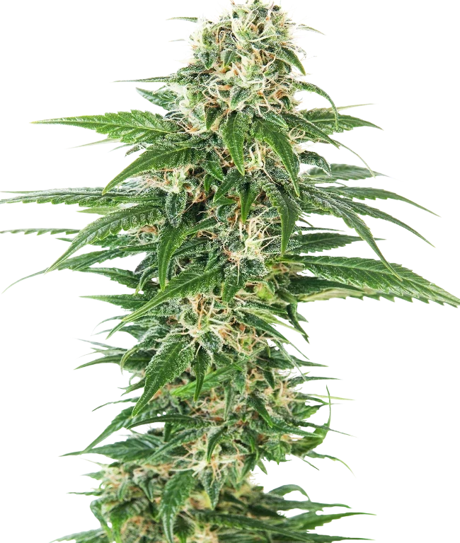 Early Skunk Automatic (Sensi Seeds) – Pflanze