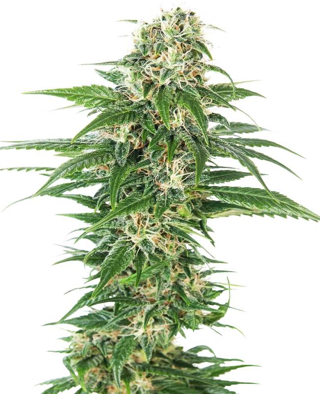 Early Skunk Automatic (Sensi Seeds) – Pflanze