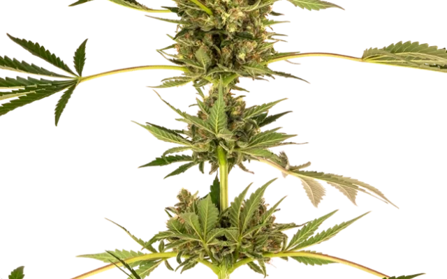 Himalayan CBD Feminized (Sensi Seeds) – Pflanze