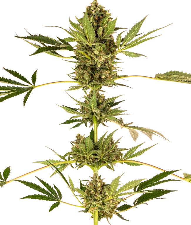 Himalayan CBD Feminized (Sensi Seeds) – Pflanze