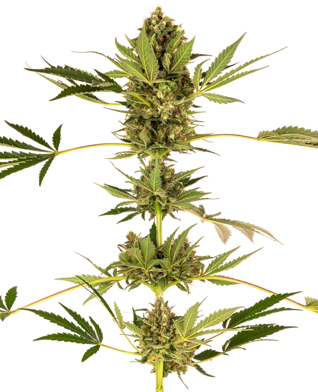 Himalayan CBD Feminized (Sensi Seeds) – Pflanze