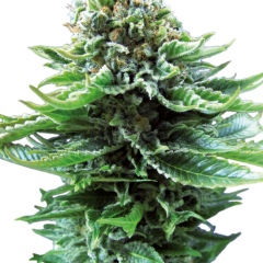 Northern Lights Automatic (Sensi Seeds) – Herstellerbild