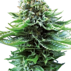 Northern Lights Automatic (Sensi Seeds) – Pflanze