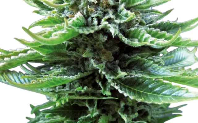 Northern Lights Automatic (Sensi Seeds) – Pflanze