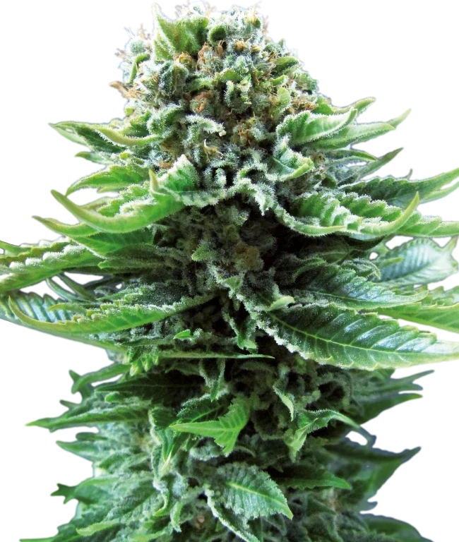 Northern Lights Automatic (Sensi Seeds) – Pflanze