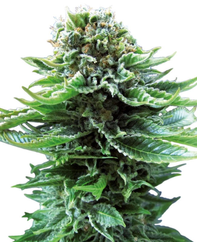 Northern Lights Automatic (Sensi Seeds) – Pflanze