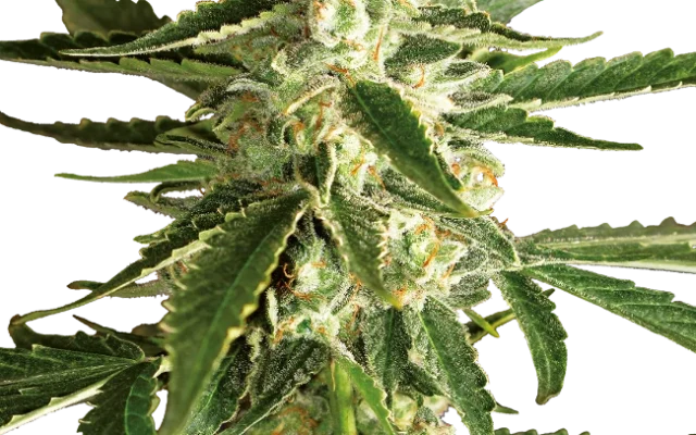 White Diesel Haze Automatic (White Label) – Pflanze
