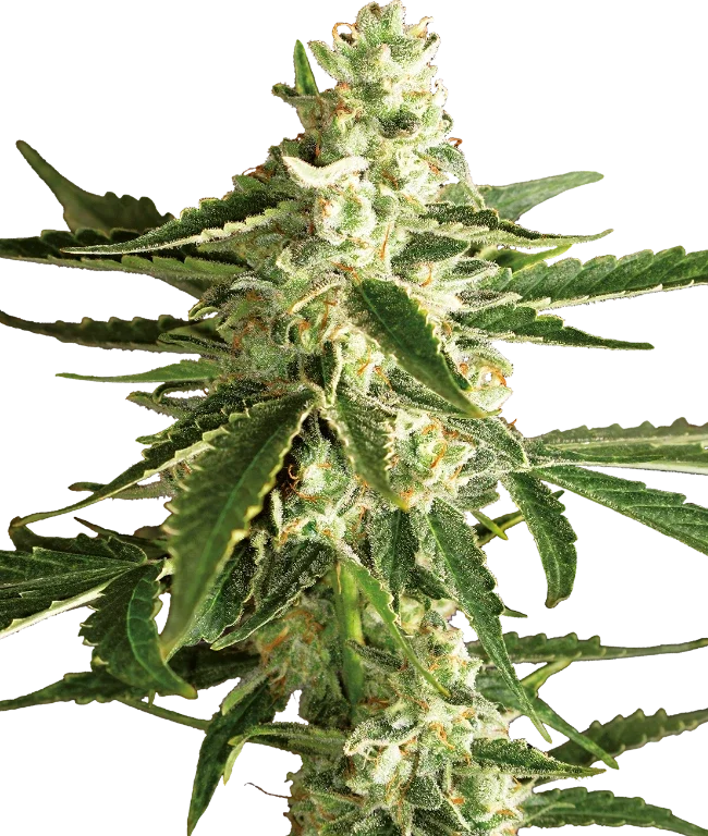 White Diesel Haze Automatic (White Label) – Pflanze