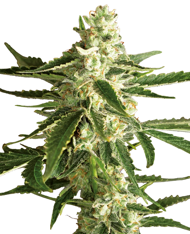 White Diesel Haze Automatic (White Label) – Pflanze