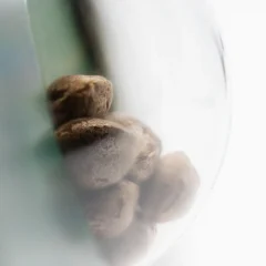 Ruderalis Indica Regular (Sensi Seeds) – Samen und Produktdetail