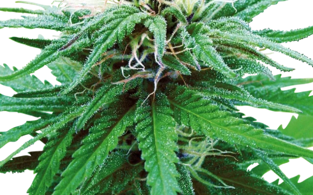 Ruderalis Indica Regular (Sensi Seeds) – Pflanze