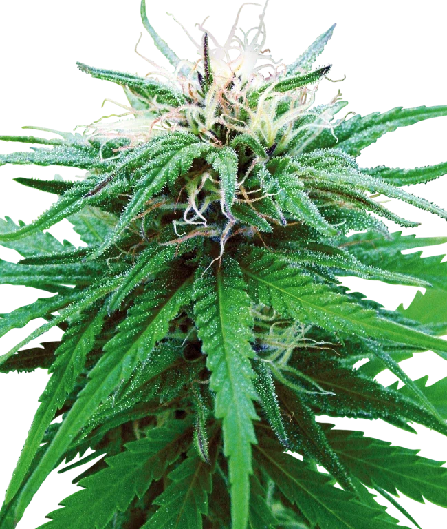 Ruderalis Indica Regular (Sensi Seeds) – Pflanze