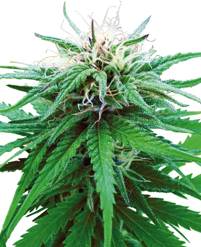 Ruderalis Indica Regular (Sensi Seeds) – Pflanze