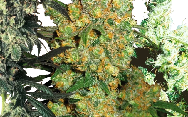 Feminized Mix (Sensi Seeds) – Pflanze