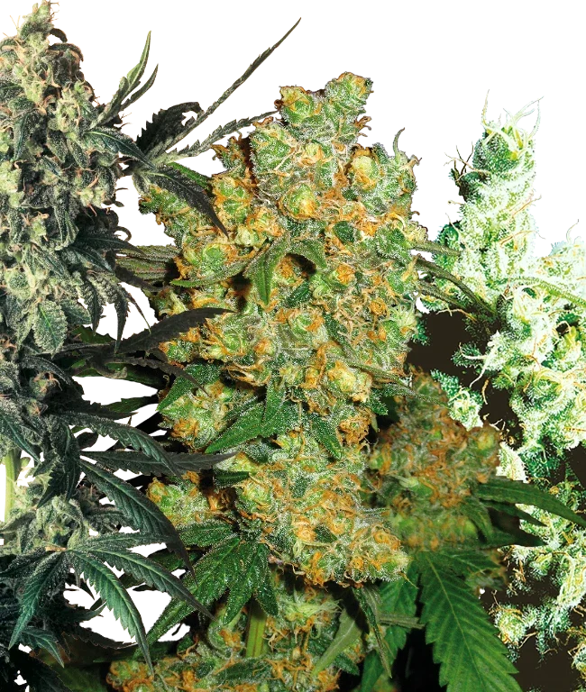 Feminized Mix (Sensi Seeds) – Pflanze