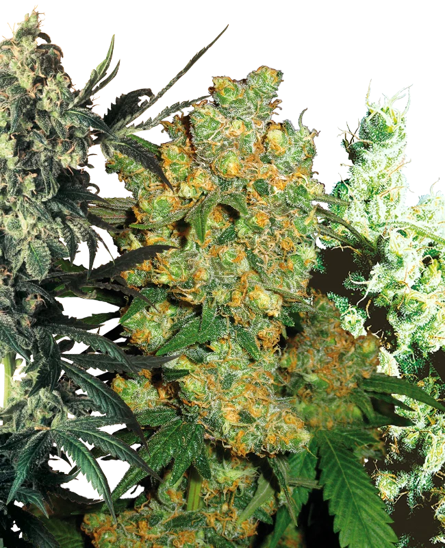 Feminized Mix (Sensi Seeds) – Pflanze