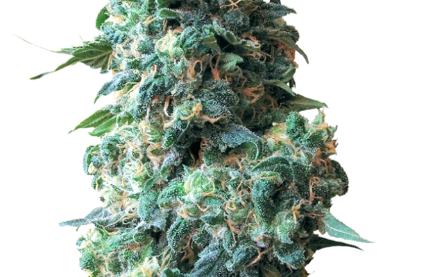 Afghan Kush Regular (White Label) – Pflanze