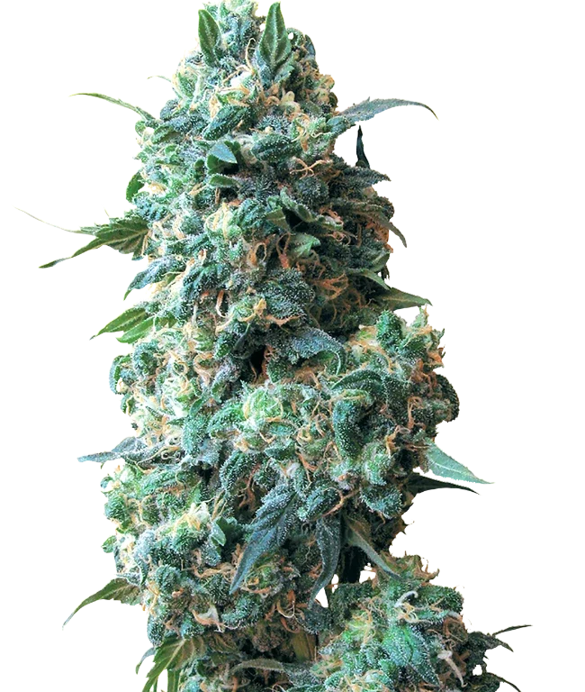Afghan Kush Regular (White Label) – Pflanze