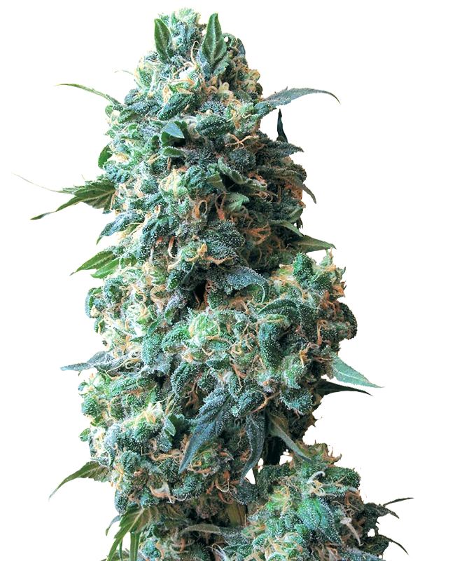 Afghan Kush Regular (White Label) – Pflanze