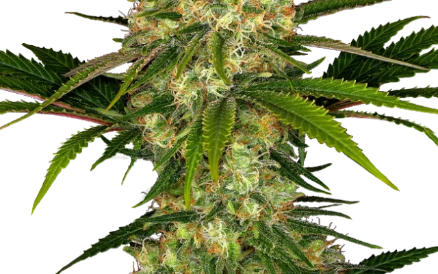 Afghani #1 Feminized (Sensi Seeds) – Pflanze