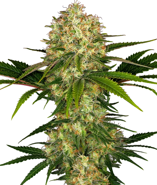 Afghani #1 Feminized (Sensi Seeds) – Pflanze