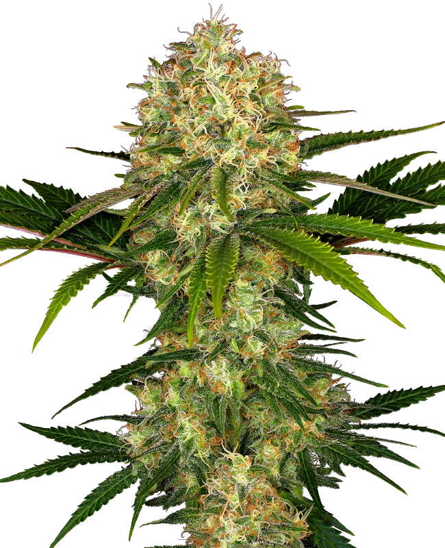 Afghani #1 Feminized (Sensi Seeds) – Pflanze