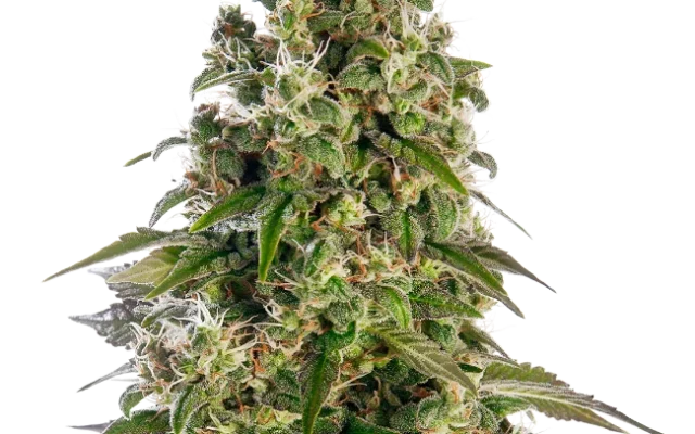 Afghani #1 Automatic (Sensi Seeds) – Pflanze