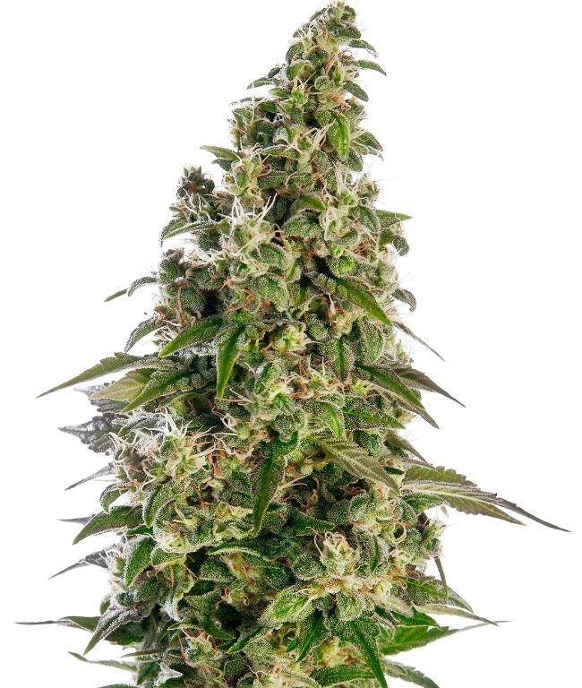 Afghani #1 Automatic (Sensi Seeds) – Pflanze