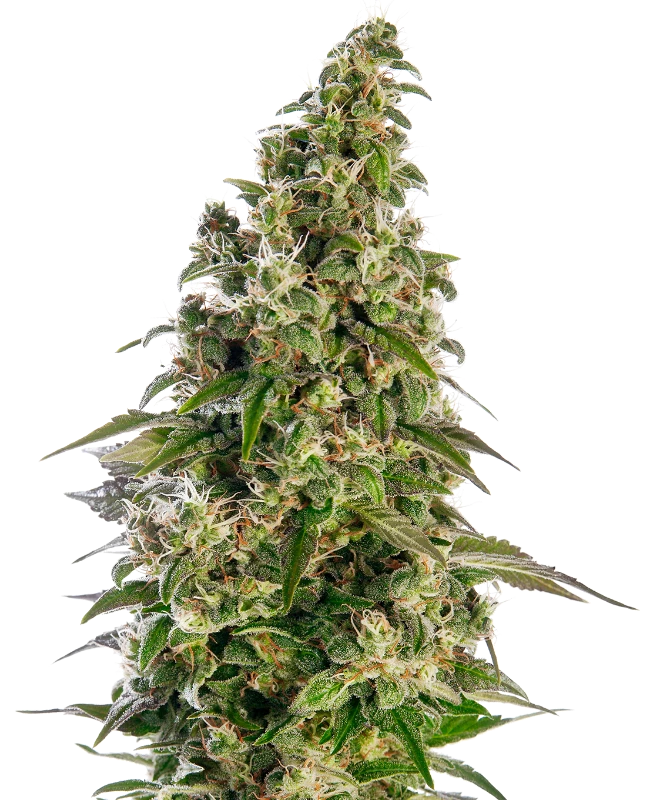 Afghani #1 Automatic (Sensi Seeds) – Pflanze