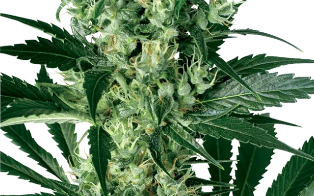 X Haze Feminized (White Label) – Pflanze