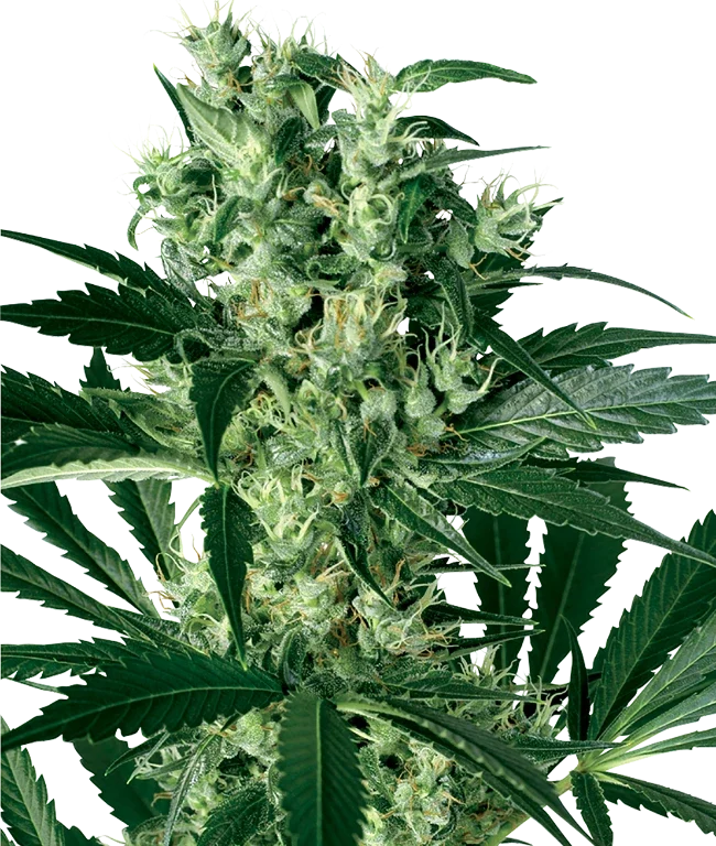 X Haze Feminized (White Label) – Pflanze