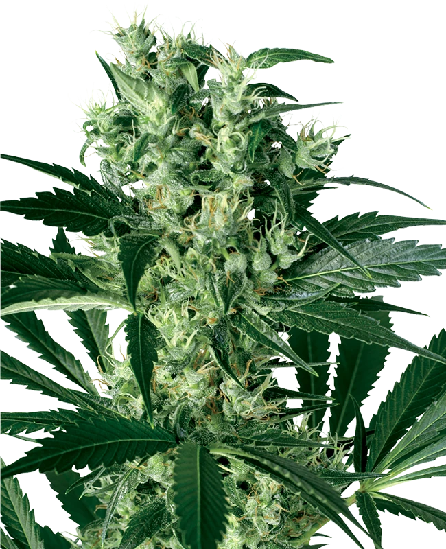X Haze Feminized (White Label) – Pflanze