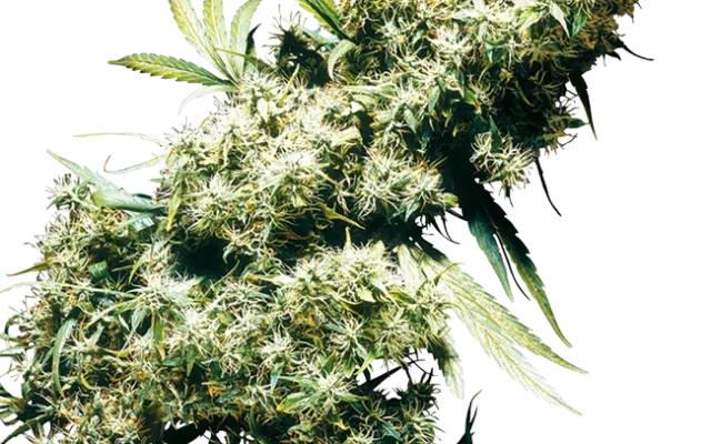 Jamaican Pearl Feminized (Sensi Seeds) – Pflanze