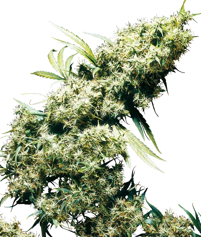 Jamaican Pearl Feminized (Sensi Seeds) – Pflanze
