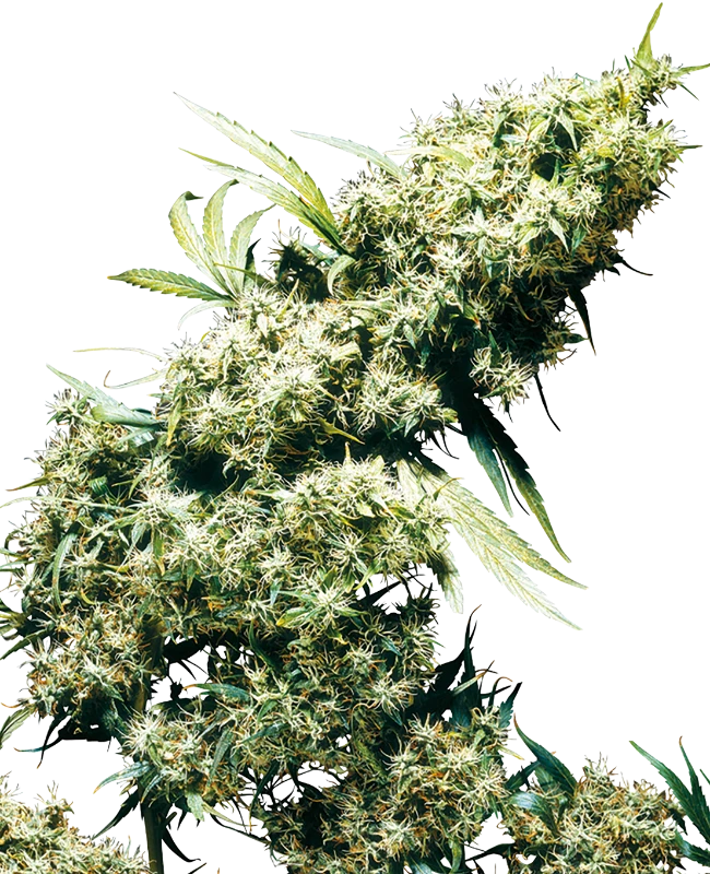 Jamaican Pearl Feminized (Sensi Seeds) – Pflanze