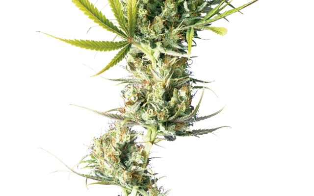 Durban Feminized (Sensi Seeds) – Pflanze
