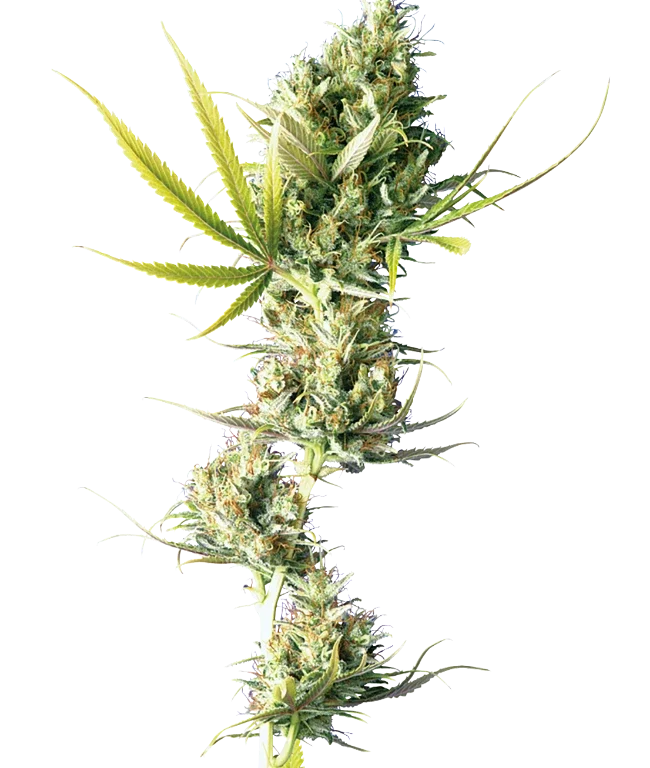 Durban Feminized (Sensi Seeds) – Pflanze
