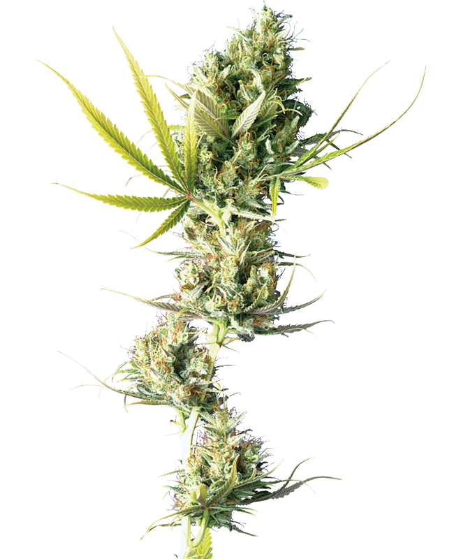 Durban Feminized (Sensi Seeds) – Pflanze