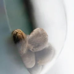 Guerrilla's Gusto Regular (Sensi Seeds) – Samen und Produktdetail