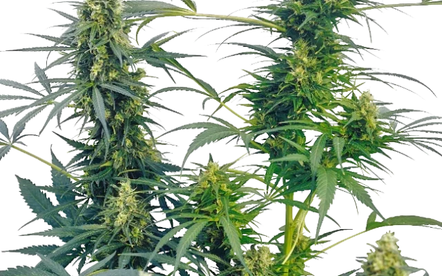 Guerrilla's Gusto Regular (Sensi Seeds) – Pflanze