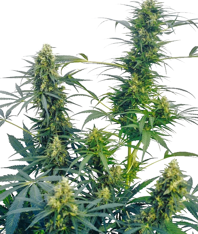 Guerrilla's Gusto Regular (Sensi Seeds) – Pflanze