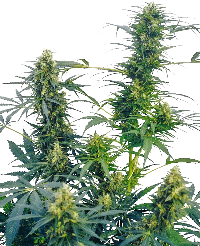 Guerrilla's Gusto Regular (Sensi Seeds) – Pflanze