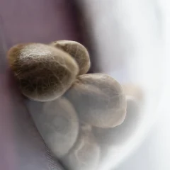 Shiva Skunk Feminized (Sensi Seeds) – Samen und Produktdetail