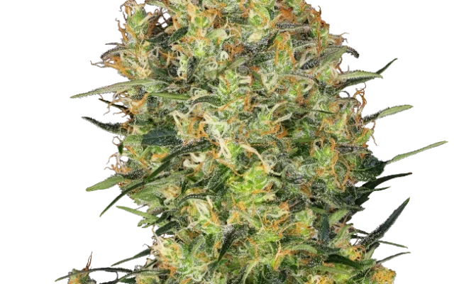 Shiva Skunk Feminized (Sensi Seeds) – Pflanze