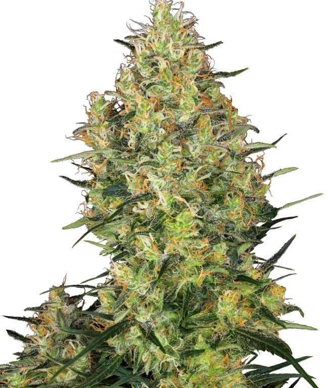 Shiva Skunk Feminized (Sensi Seeds) – Pflanze