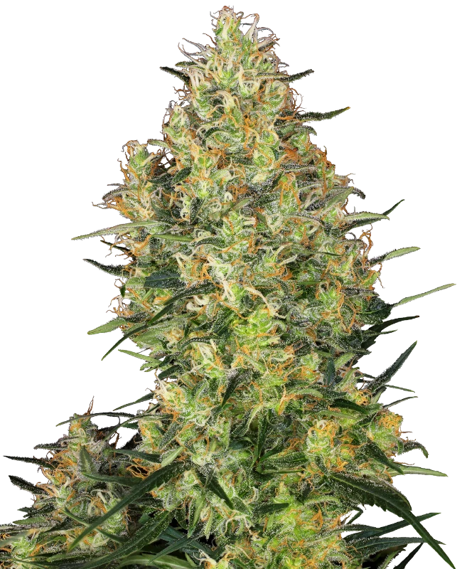 Shiva Skunk Feminized (Sensi Seeds) – Pflanze