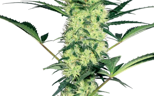 White Diesel Feminized (White Label) – Pflanze