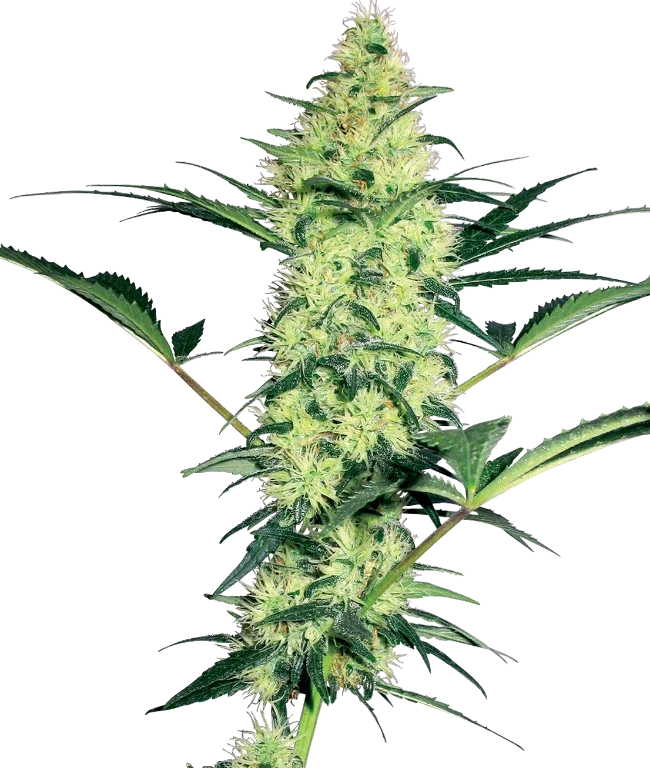 White Diesel Feminized (White Label) – Pflanze