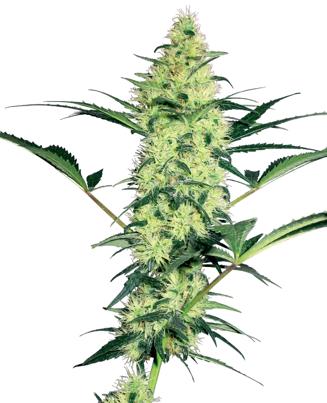 White Diesel Feminized (White Label) – Pflanze